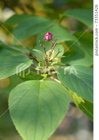Harlequin glorybower Harlequin glorybower 73351426