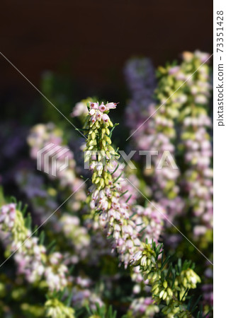 Darley Dale heath 73351428