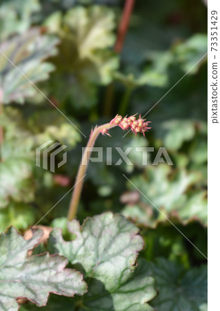 Hybrid Coral Bells 73351429