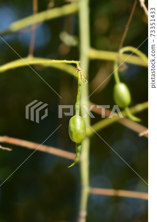 Weeping Japanese pagoda tree 73351433