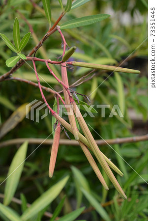 Common oleander 73351448
