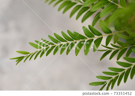 Honey locust Sunburst Honey locust Sunburst 73351452