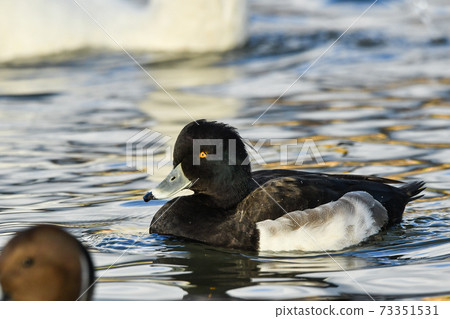 簇絨 簇絨 73351531