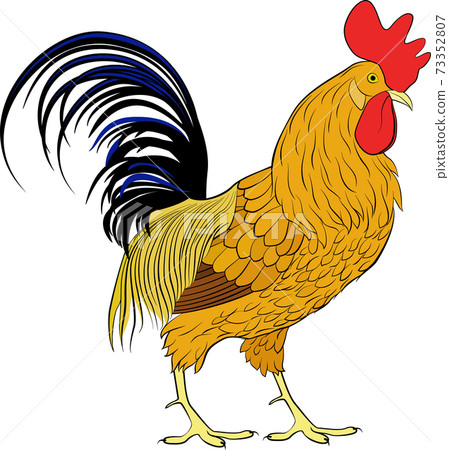 Cock, orange cartoon farm bird rooster on white background 73352807