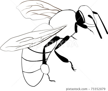 flying bee cartoon outline isolated on white 73352879