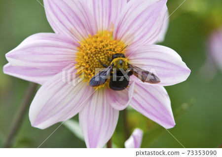 淺粉紅色的達利婭花開了。熊蜂正在吮吸花的蜂蜜。 73353090