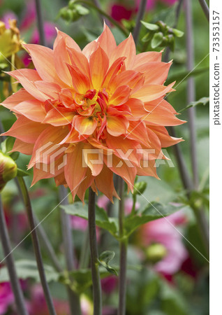 橙色的達利婭花開了。 73353157