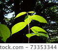 Young leaves in the forest 73353344