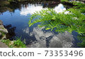 Fresh green of Oshino Hakkai 73353496