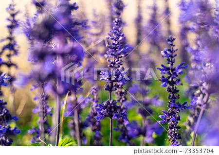 Beautifully blooming lavender 73353704
