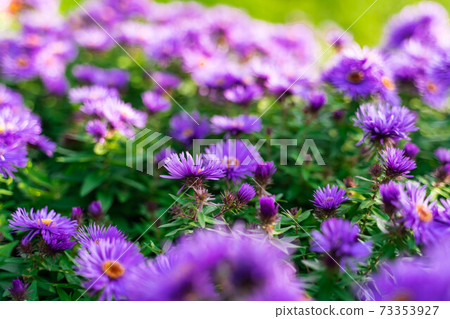 Scenery of the dog walking path 73353927