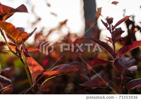 Scenery of the dog walking path Scenery of the dog walking path 73353936