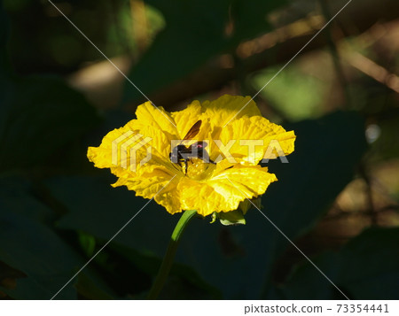 Bee Collecting Honey 73354441