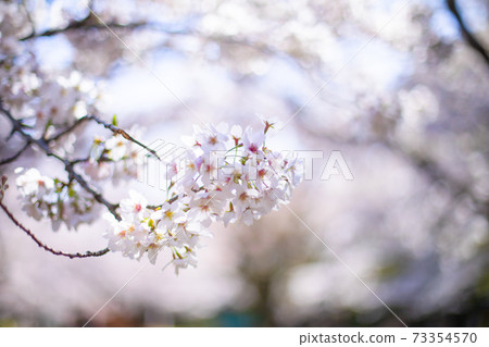 Sakura's up photo Sakura's up photo 73354570