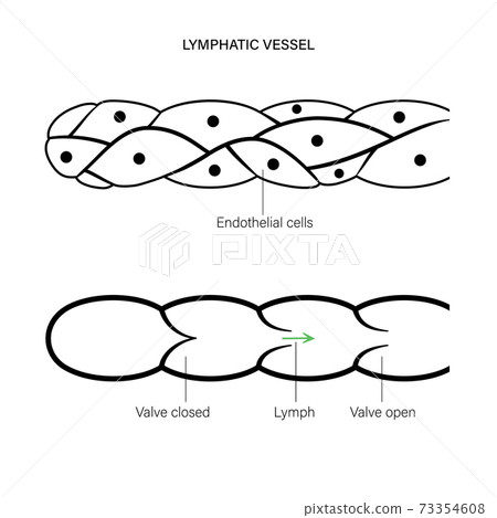 Lymphatic vessel concept 73354608