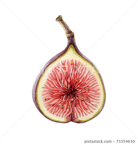 Fresh fig half fruit watercolor illustration.... - Stock Illustration  [73354630] - PIXTA