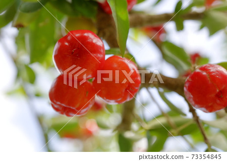 Acerola fruit Acerola fruit 73354845