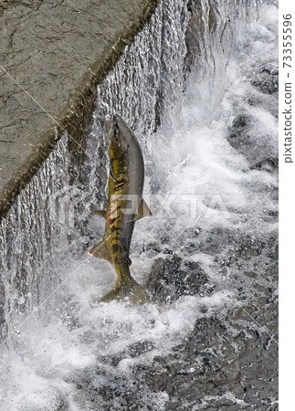 Salmon swimming upstream jumping 73355596
