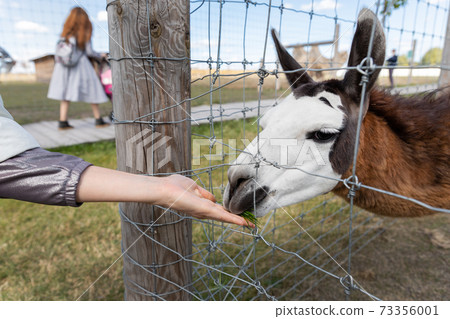 Close-up detail female person hand having fun enjoy feeding alpaca or lama animal with grass in hand at far yard or zoo. Children outdoor activities and pet care Close-up detail female person hand having fun enjoy feeding alpaca or lama animal with grass in hand at far yard or zoo. Children outdoor activities and pet care 73356001