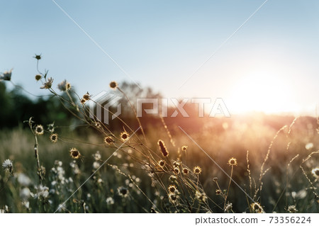 Abstract warm landscape of dry wildflower and grass meadow on warm golden hour sunset or sunrise time. Tranquil autumn fall nature field background. Soft golden hour sunlight at countryside 73356224