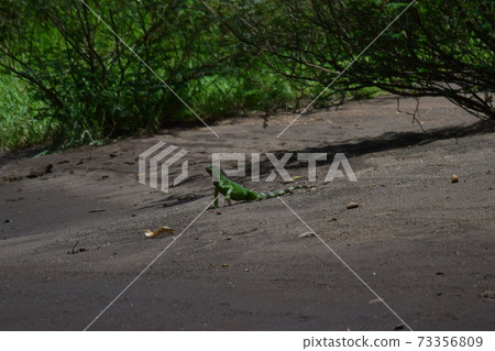 Costa Rica Tortuguero iguana Costa Rica Tortuguero iguana 73356809