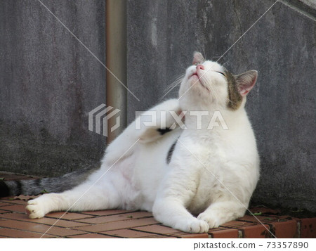 Cat scratching his head with his feet Cat scratching his head with his feet 73357890