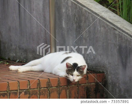 A cat looking at this situation A cat looking at this situation 73357891