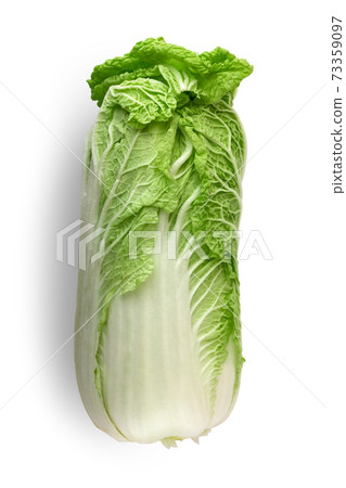 Peking cabbage on a white background. Fresh Peking cabbage close up isolated on white background. 73359097