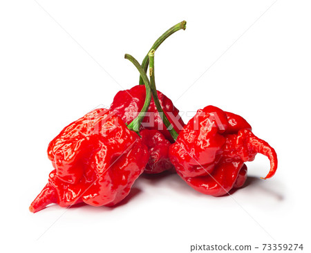 Carolina Reaper, the hottest chile pepper Capsicum chinense, whole ripe pod, isolated on white background. Superhot or extremely hot chile pepper 73359274
