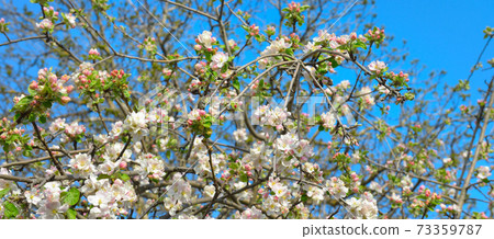 Blooming apple tree against the blue sky. 73359787