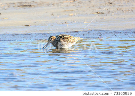 Waterside snipe Waterside snipe 73360939