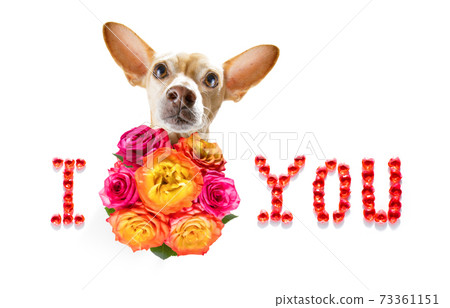 valentines mothers and fathers day dog valentines mothers and fathers day dog 73361151