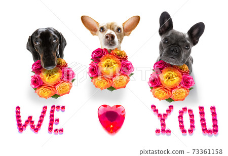 valentines mothers and fathers day dog valentines mothers and fathers day dog 73361158