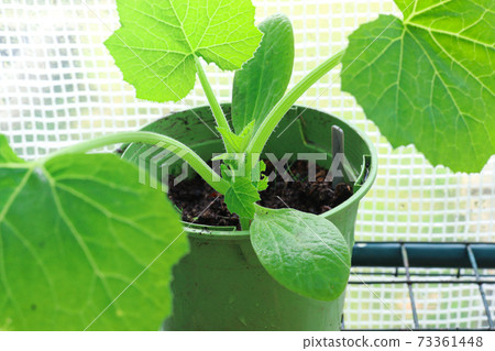 Zucchini seedling in a green pot Zucchini seedling in a green pot 73361448