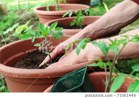 A man plants young green tomato sprouts into the pots, A man plants young green tomato sprouts into the pots, 73361449