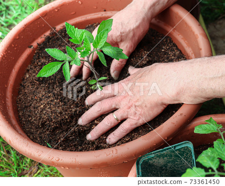 A man plants young green tomato sprouts into the pots, A man plants young green tomato sprouts into the pots, 73361450