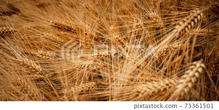 Ripe wheat ears in a field close-up 73361501