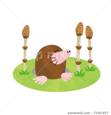 Watercolor style illustration of spring mole and horsetail 73361657
