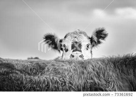 Cow la pampa, Argentina 73361692