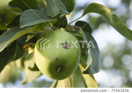 Apple scab. Venturia inaequalis. Apple-tree disease. Fruit damaged by pathogens on the tree Apple scab. Venturia inaequalis. Apple-tree disease. Fruit damaged by pathogens on the tree 73361836