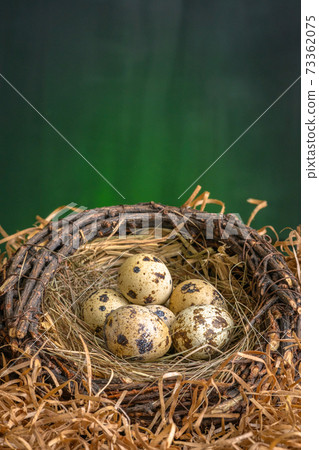 Little fresh QuailEggs In a nest on dark Background 73362075