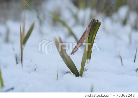 葉子被雪包圍 葉子被雪包圍 73362248