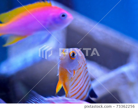 艾利天使 73362256