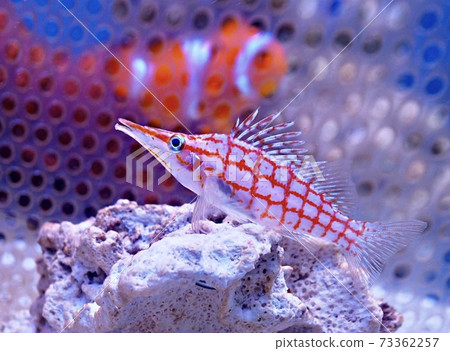 古達貢貝和鎌倉跳蚤 73362257