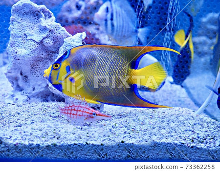 女王天使 女王天使 73362258