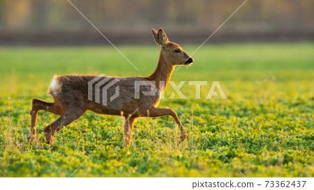 Roe deer running on grassland in spring sunlight. Roe deer running on grassland in spring sunlight. 73362437