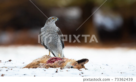 Northern goshawk standing on white meadow in winter Northern goshawk standing on white meadow in winter 73362439