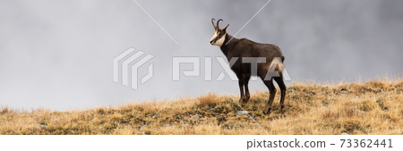 Tatra chamois standing on horizon in autumn nature. 73362441
