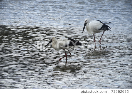 Wild bird / stork Wild bird / stork 73362655