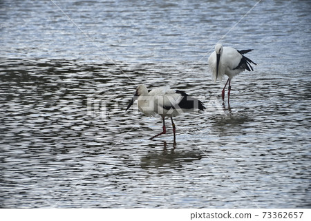 Wild bird / stork Wild bird / stork 73362657